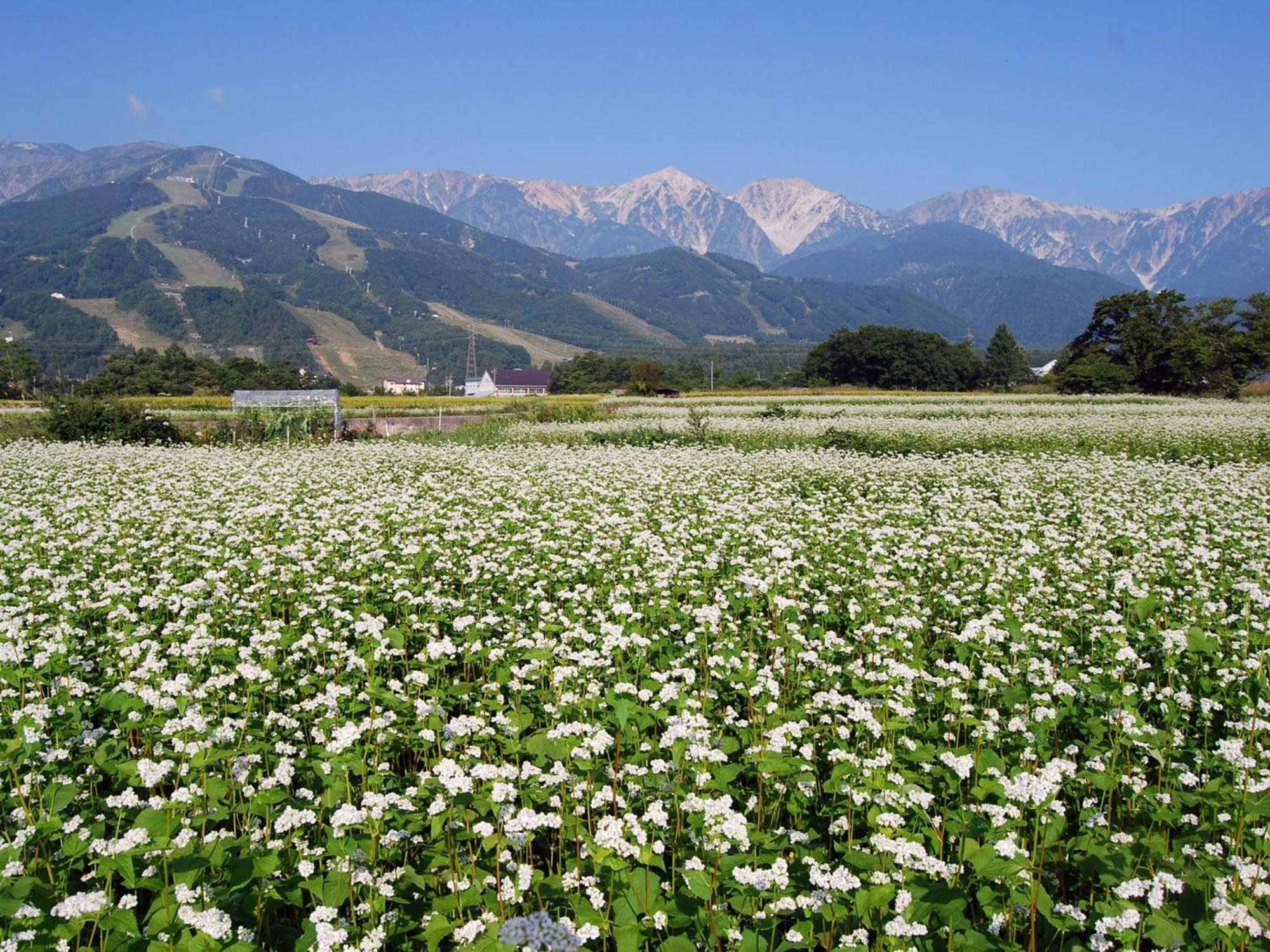 Kudo'S Lodge 白馬村 エクステリア 写真